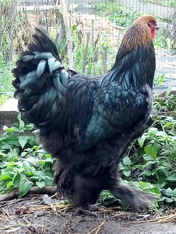 Kohút brahman veľký - 2