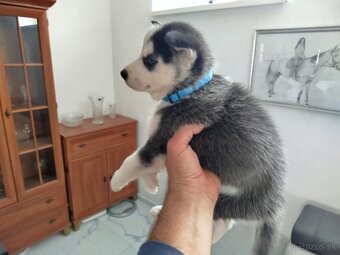 SIBÍRSKY HUSKY - 2