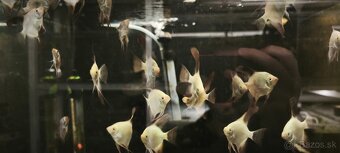 Pterophyllum Bulgarian - 2