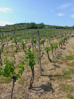 Vinica v tokajské oblasti - 2