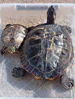 Predám vodné korytnačky - 2