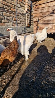 Brahman Brahmanky - 2