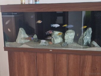 Juwel 240 Akvarium - 2