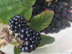 Predám  BEZTŔŃOVÉ ČERNICE - 2