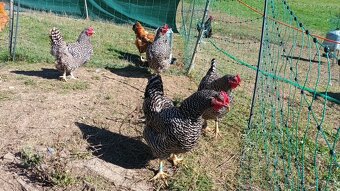 Nasadové vajíčka amrox - 2