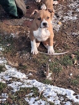 Americky stafordsirsky terier - 2