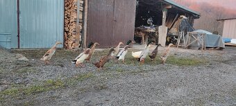 Indický bežec - káčer - 2