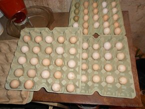 predam vajcia bažantov - 2