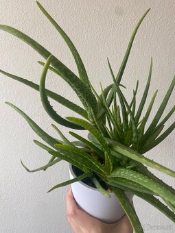 Aloe vera - 2