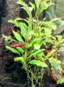 Predám krevetky Neocaridina Red Fire Painted - Grade SS - 2