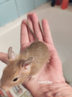Predám osmakov degu - 2
