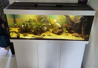 Juwel Rio450 - 2