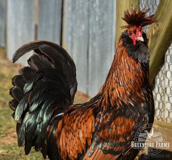 Predám kohúta Pavlovskej - 2