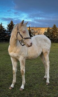 Atraktívny cremello žrebček - 2