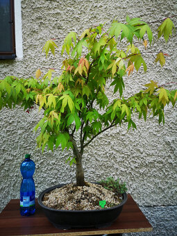 Bonsai 19 - 2