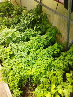 Predám planty (priesady rajčiny a papriky) - 2