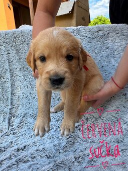 Zlatý Retriever šteniatka - 2