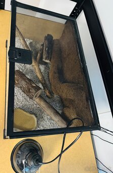 predam terarium - 2