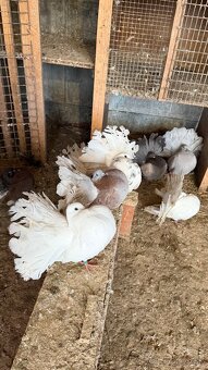 Predám holuby - paviky - 2