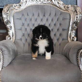 Miniatúrny americký ovčiak - 2