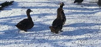 Ruanske kačky a chocholaty káčer - 2