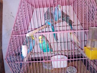 Andulky a kanariky - 2