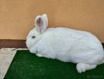 NOVOZELANSKY.   BIELI - 2