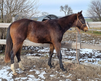 Paint horse klisna All around - 2