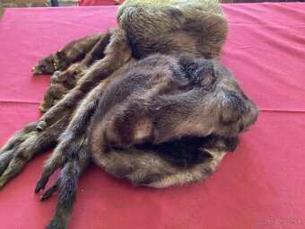 Staršie kožušiny - 2