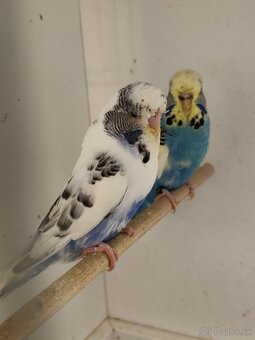 Výstavné andulky celý chov - 2