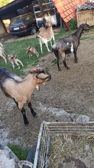 Ovce a Kozy na predaj - 2