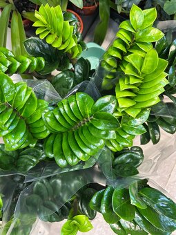 Zamioculcas zamiifolia Zenzi - 2