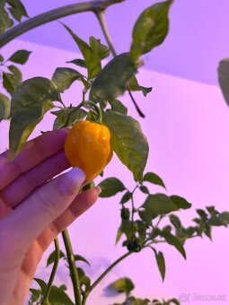 Chilli - 2
