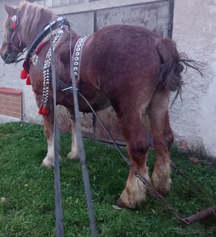 Predám prípadne vymenim koná do lesa - 2