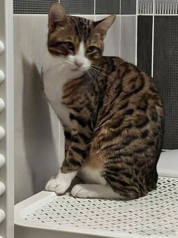 Bengálsky kocúrik - 2