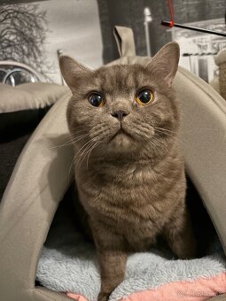 Predám Britských krátkosrstých kocúrikov - 2