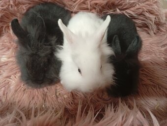 Zakrslé zajačiky - 2