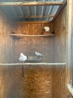 Predám páriky Hrdličky bielej - 2