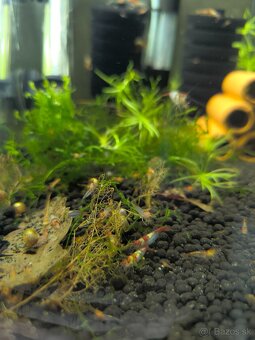 Neocaridina - 2