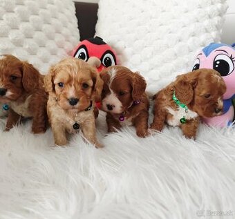 Cavapoo - 2