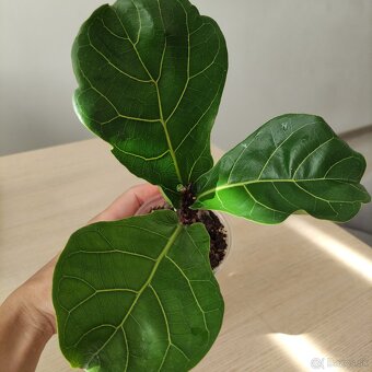 Ficus Lyrata - 2