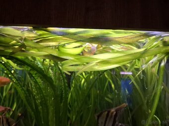Vallisneria gigantea - 2