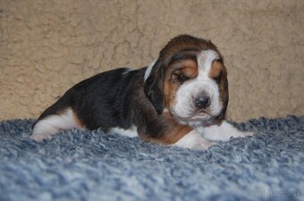 Basset hound steniatka - 2