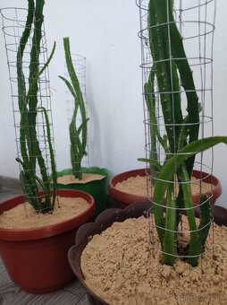 Pitahaya žltá, Hylocereus megalanthus - 2