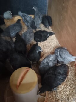 Kohútik australorp - 2
