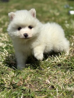 Pomeranian - 2