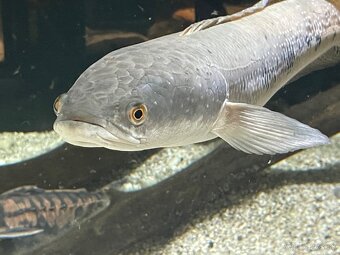 channa marulioides - 2