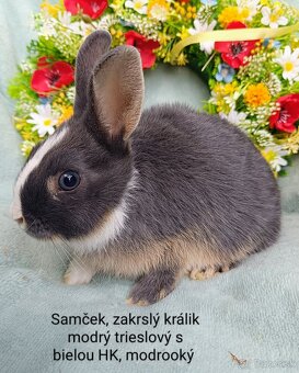 Zakrslý králik s VP - samček modrý trieslový s bielou HK - 2
