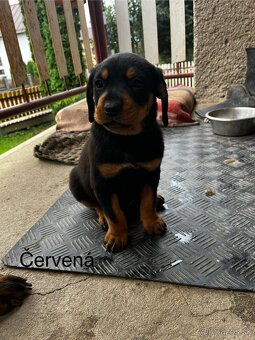 Predám šteniatka Rotweiller x Kopov - 2