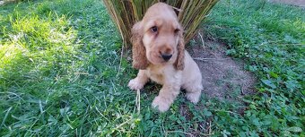 Anglický kokeršpaniel - 2